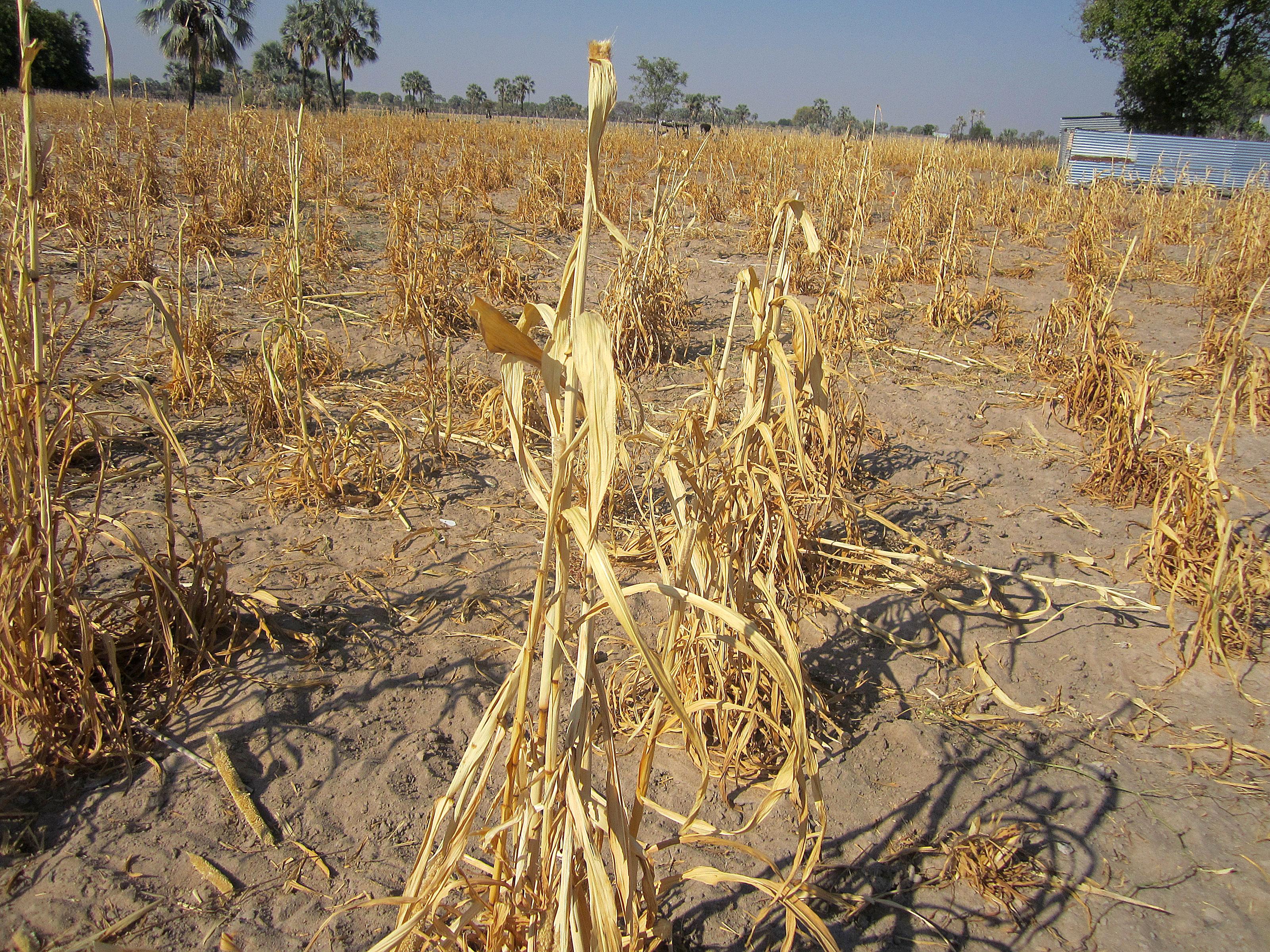 A field of dead millet crop in Omusati region, northern Namibia. Â© LWF/M. Retief 