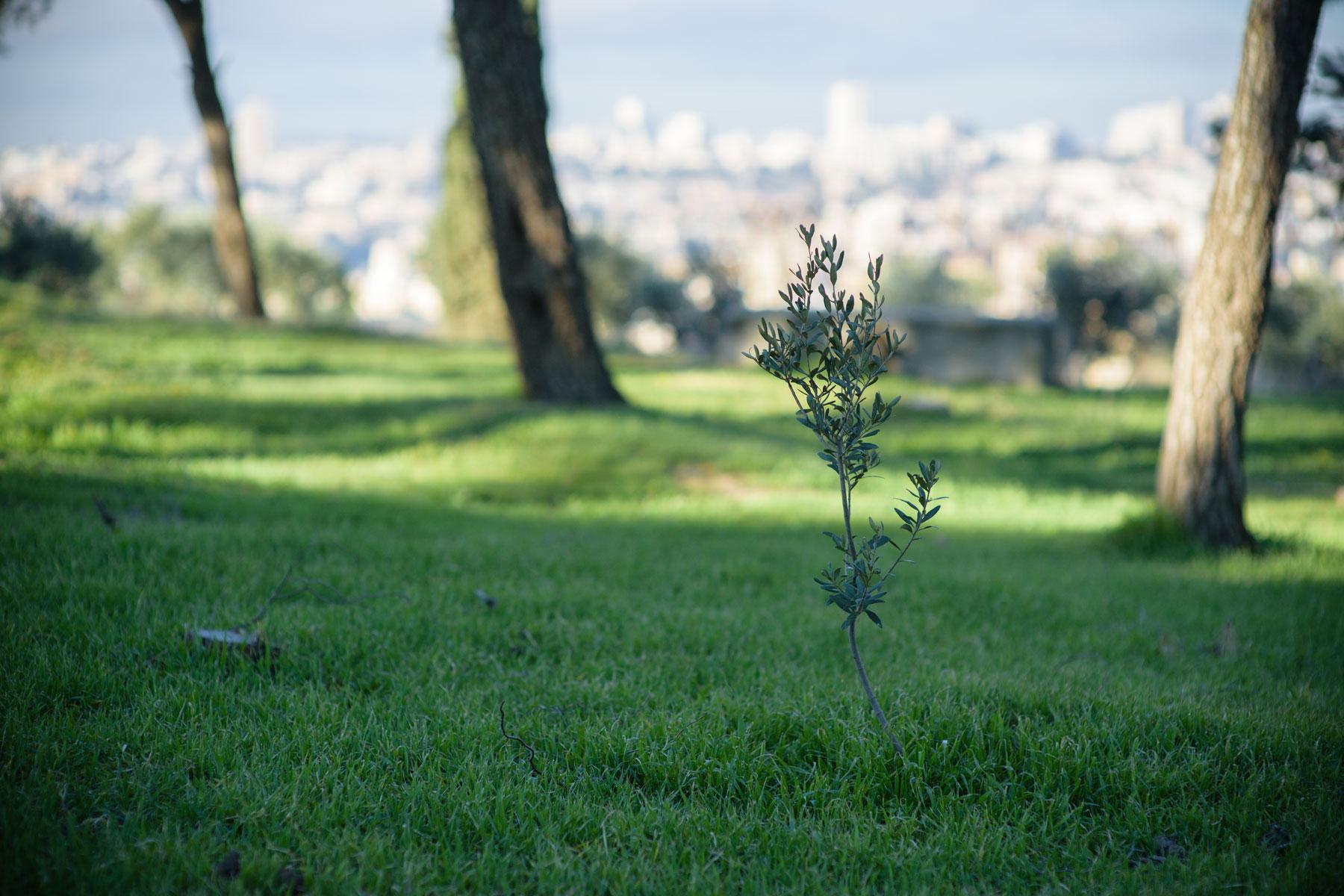 Ein Olivenbäumchen in Jerusalem symbolisiert die Hoffenung auf Frieden im Nahen Osten. Foto: LWB/M. Renaux