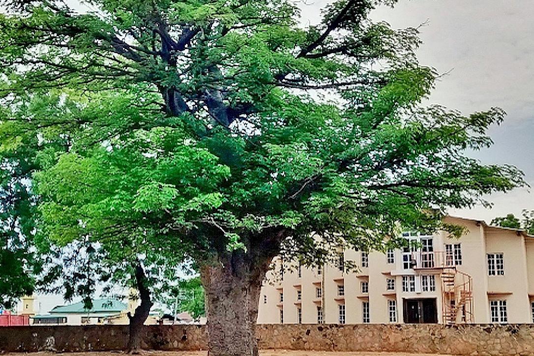 Baobab tree on the cathedral grounds in Jimeta-Yola, Adamawa State, Nigeria. Photo: Joshua T. Abu/The Lutheran Church of Christ in Nigeria