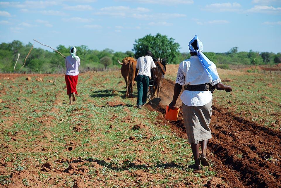Planting a field through a food-for-work project with the LWF/DWS associate program Lutheran Development Service in Zimbabwe Â© Church of Sweden/Eva Berglund