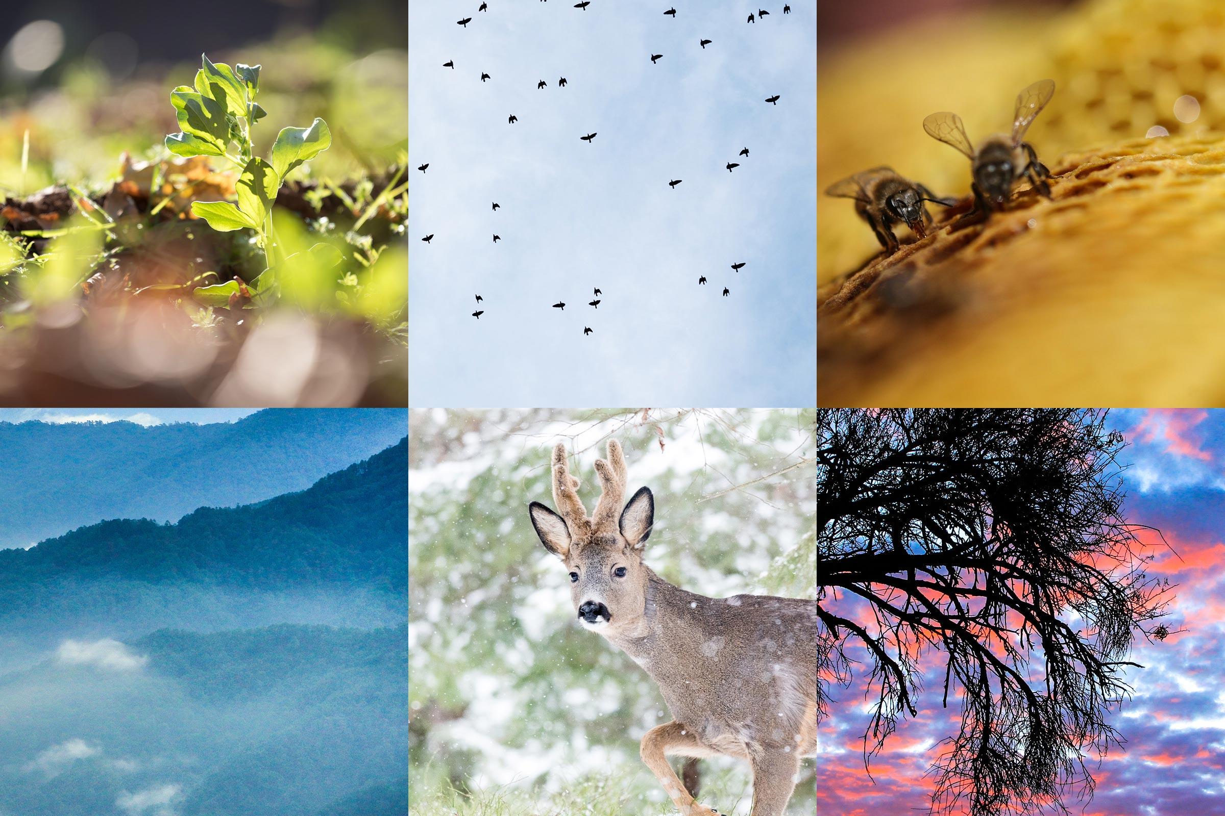 Six previews of the photos in the exhibition, depicting nature in it's diversity. Photo: LWF