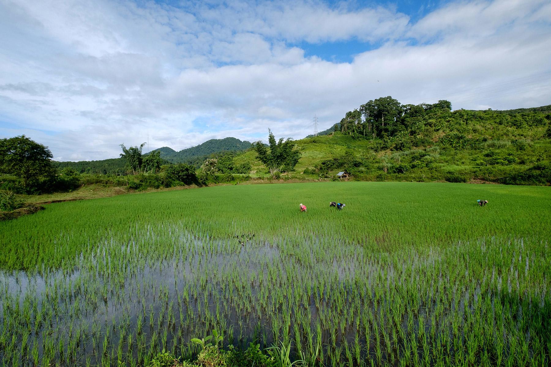 Landwirte entfernen Unkraut auf einem Reisfeld in Laos. In den meisten asiatischen Ländern ist Reis sowohl ein wichtiges Grundnahrungsmittel als auch eine wichtige Lebensgrundlage. Foto: Thomas Lohnes