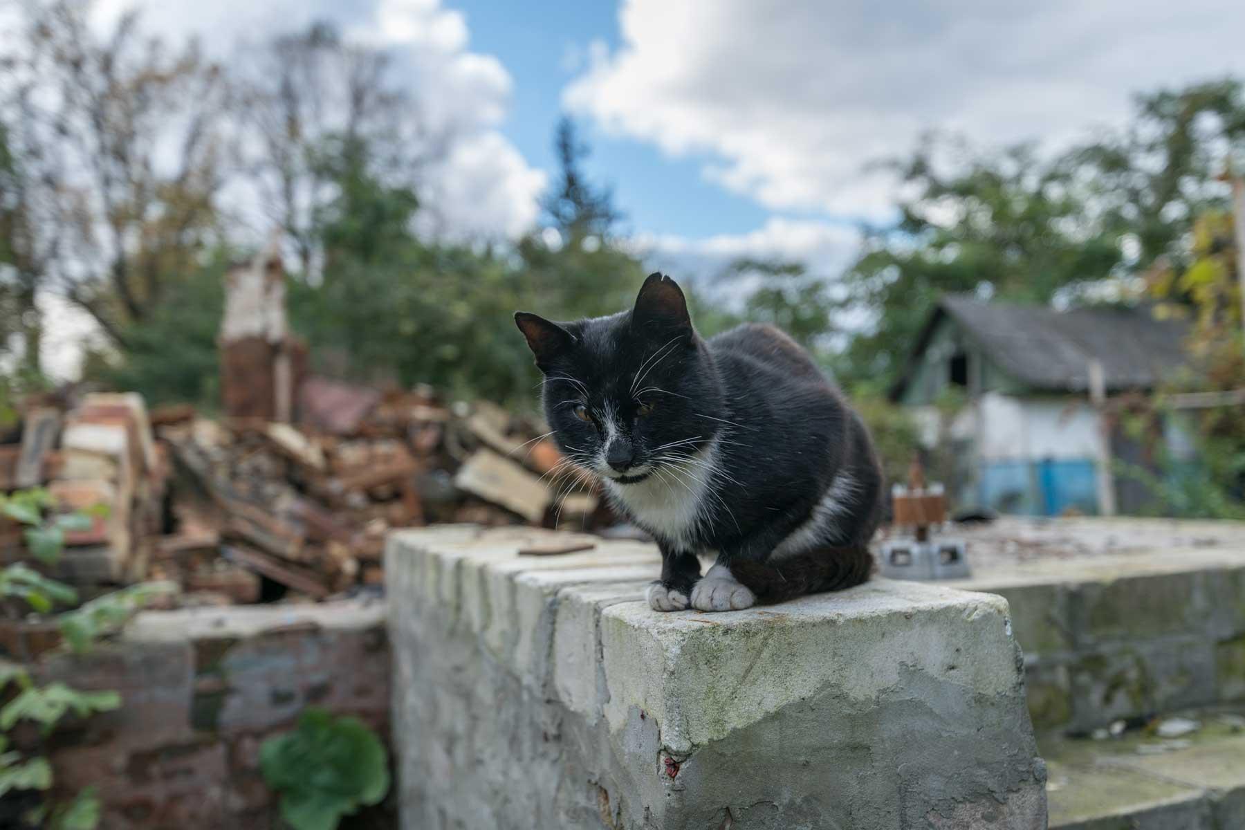 Five-year-old cat Murchik sits on the steps of what used to be its home in Bil’machivka. Photo: LWF/ Albin Hillert