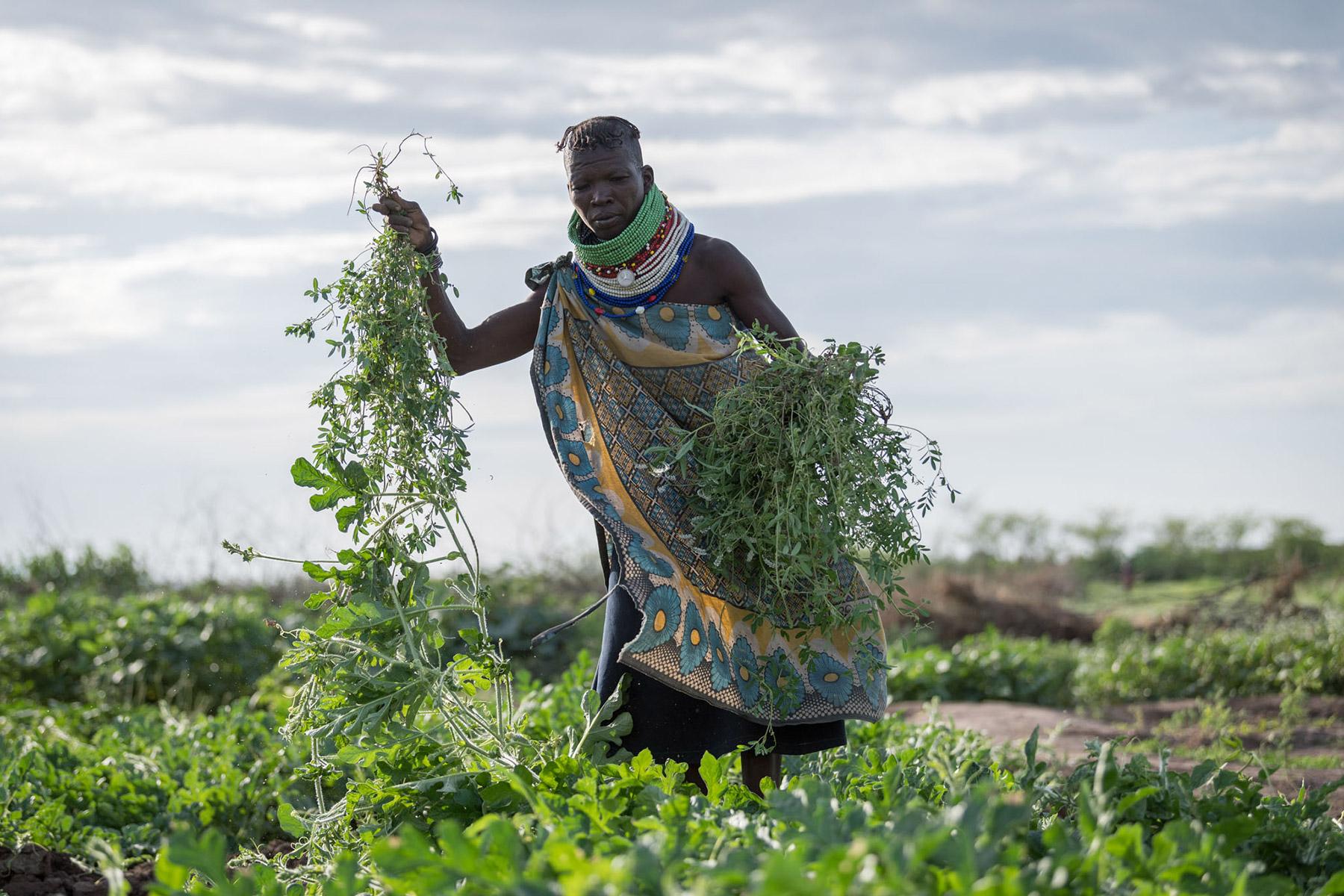 Kenya livelihoods - weed pulling