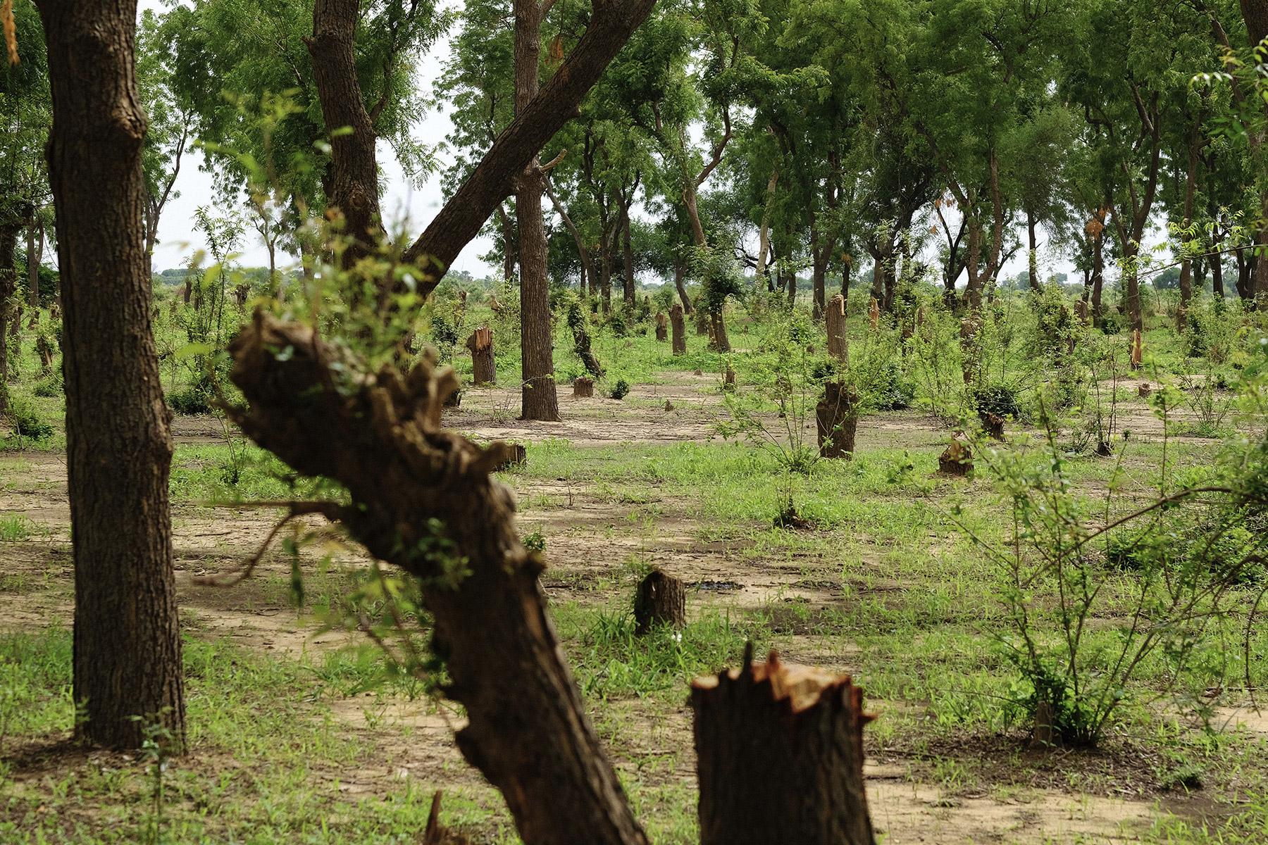 Illegal tree cutting