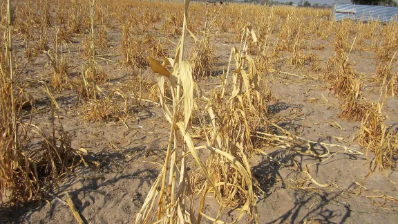 A field of dead millet crop in Omusati region, northern Namibia. Â© LWF/M. Retief 