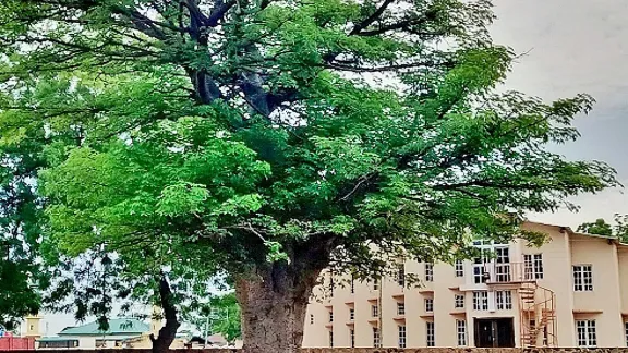 Baobab tree on the cathedral grounds in Jimeta-Yola, Adamawa State, Nigeria. Photo: Joshua T. Abu/The Lutheran Church of Christ in Nigeria