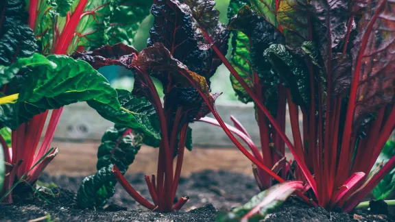 Chard is one of the vegetables grown in the community gardens established during the youth climate project of the Evangelical Lutheran Church in Chile (IELCH). Photo: Markus Spiske via Unsplash