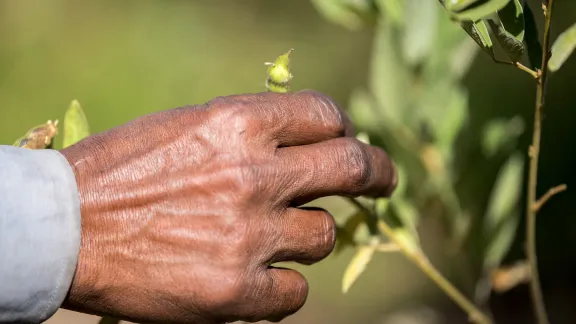 Ethiopia: Ensuring food security through training in agricultural methods suitable for a changing climate. Photo: LWF/Albin Hillert.