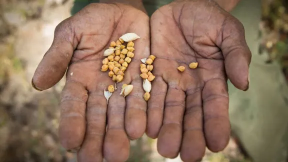 Woday Gelaye shows the meager chickpea harvest. He relies on food aid to feed his family. Photo: LWF/ Hannah Mornement