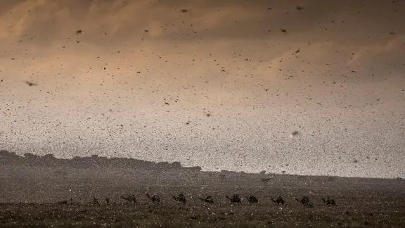 A herd of camels is trying to find its way through an invasion of locust in Ethiopia, Jijiga, December 2019. Photo: FAO/Petterik Wiggers