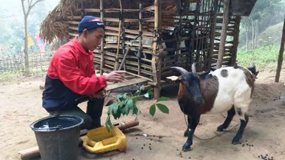 A villager named Bounla feeds one of his goat. Photo: LWF/ A. Xaysongkam