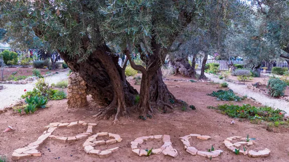 Ancient olive trees in Jerusalem. Photo: LWF/A. Danielsson