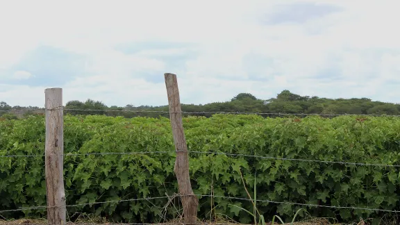 A crop of jatropha, an oil fruit used for biofuel production in central Mozambique. Photo: Justa Paz