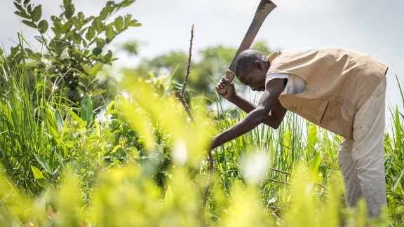 By keeping a strict ratio of how many seeds to sow per hectare, and by sowing Cassava and Groundnut together, refugees near the Ngam refugee camp in Cameroon can both increase harvests and retain soil fertility over a longer time. Photo: LWF/Albin Hillert