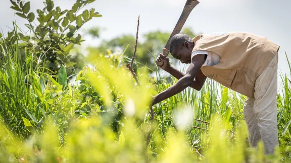 By keeping a strict ratio of how many seeds to sow per hectare, and by sowing Cassava and Groundnut together, refugees near the Ngam refugee camp in Cameroon can both increase harvests and retain soil fertility over a longer time. Photo: LWF/Albin Hillert 