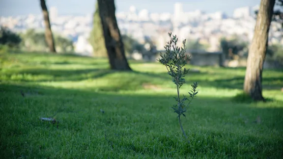 An olive tree in Jerusalem, symbolizing the hope for peace in the Middle East. Photo: LWF/M. Renaux