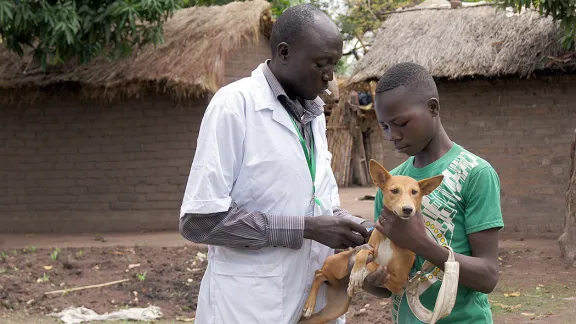 Im Rahmen einer Impfkampagne wird der Hund dieses Flüchtlingskinds im Lager Dosseye (Tschad) von einem LWB-Mitarbeiter geimpft. Am Welttag der humanitären Hilfe macht der LWB auf die von seinen Mitarbeitenden weltweit geleistete Arbeit aufmerksam. Foto: LWB/C. Kästner