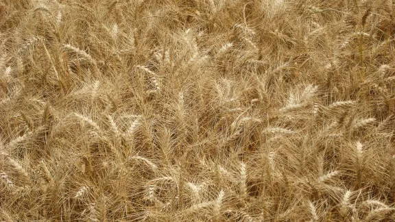 Wheat field