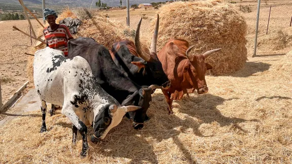 Ethiopia Tigray oxen