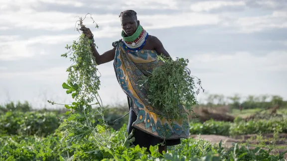 Kenya livelihoods - weed pulling