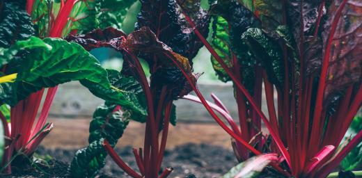 Chard is one of the vegetables grown in the community gardens established during the youth climate project of the Evangelical Lutheran Church in Chile (IELCH). Photo: Markus Spiske via Unsplash