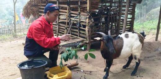 A villager named Bounla feeds one of his goat. Photo: LWF/ A. Xaysongkam