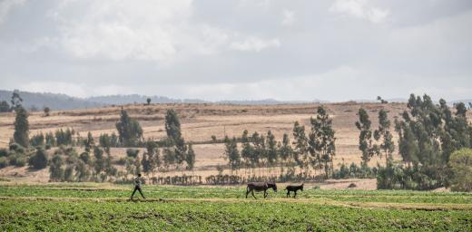 A boy walks across a field in Adaba, Ethiopia, near an irrigation and soil conservation site built by the Lutheran World Federation in the 1970s. It remains an important resource for people in the area. Photo: LWF/Albin Hillert