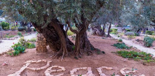 Ancient olive trees in Jerusalem. Photo: LWF/A. Danielsson