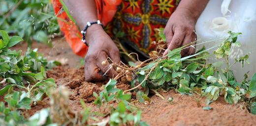 A woman tends a MARCOL training garden in Mberra camp, Mauritania. Thanks to the program Malian refugees produce more vegetables and the price of vegetables in the market has dropped. Photo: LWF/C. KÃ¤stner