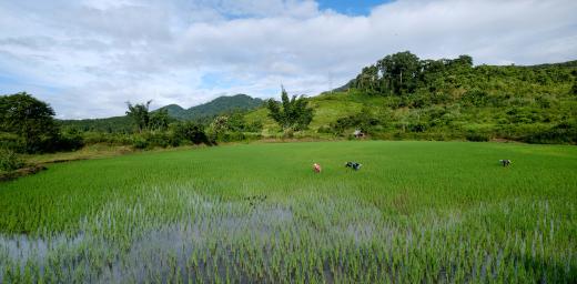 Farmers remove weeds in a Laos rice field. In most Asian countries, rice is both a main staple and a principal livelihood. Photo: Thomas Lohnes