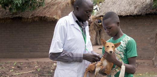 A DWS staff member vaccinates a the dog belonging to a refugee as part of an animal vaccination campaign, Dosseye camp, southern Chad. The LWF celebrates the work of staff around the world on World Humanitarian Day. Photo: LWF/ C. KÃ¤stner