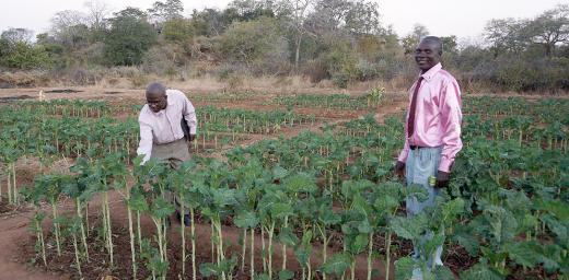 An income-generating garden for people living with HIV and AIDS in Musume, Zimbabwe. Photo: LWF/J. BrÃ¼mmer
