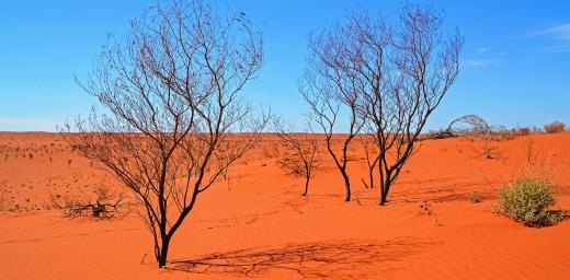 Desert in Western Australia. Photo: Jeremy Bezanger, Unsplash