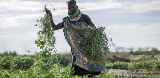 Kenya livelihoods - weed pulling