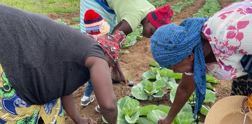 A community garden run by women in Mberengwa, Zimbabwe, where LWF supports skills development and advocacy training as part of its economic justice and women’s empowerment initiative. Photo: LWF/P. Bangoura 